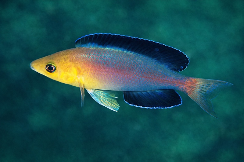 Cyprichromis sp. 'leptosoma jumbo' Nkondwe Island